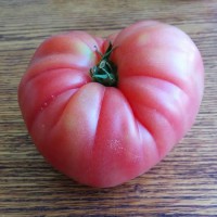 tomate rosa